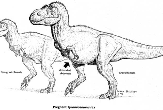 T. rex gestant