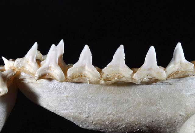 Rechinul Taur modern - dinţii de jos
