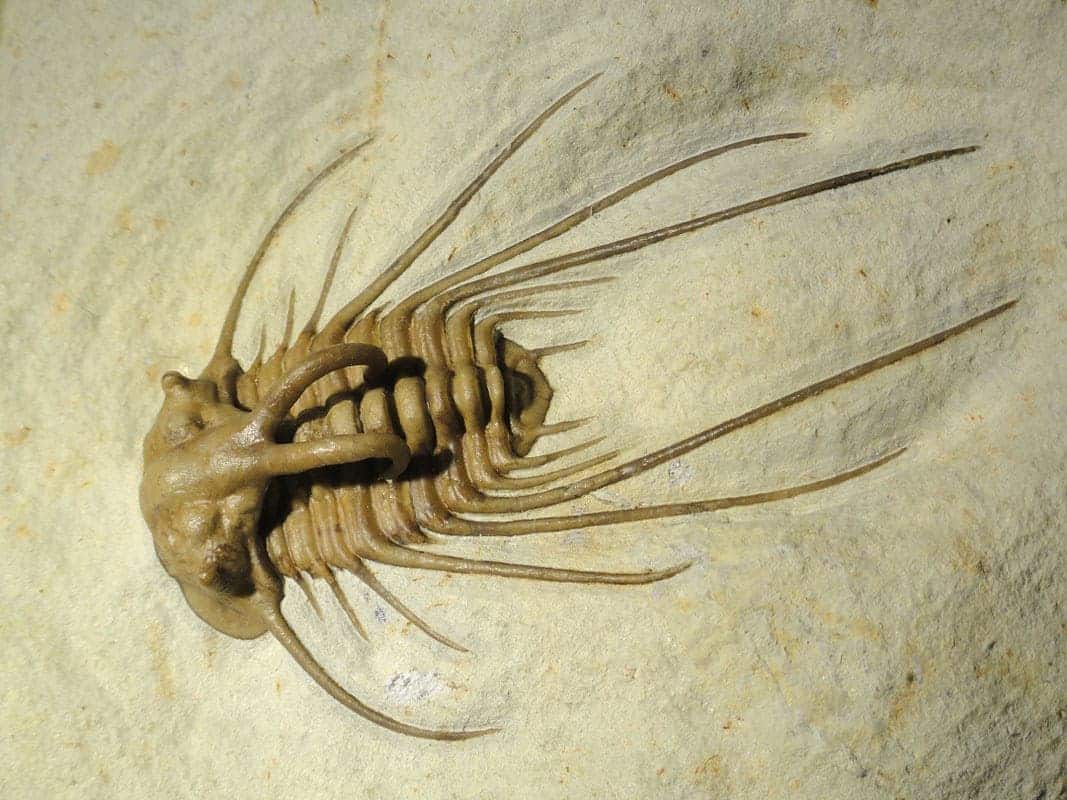 Fosilă trilobit Dicranurus