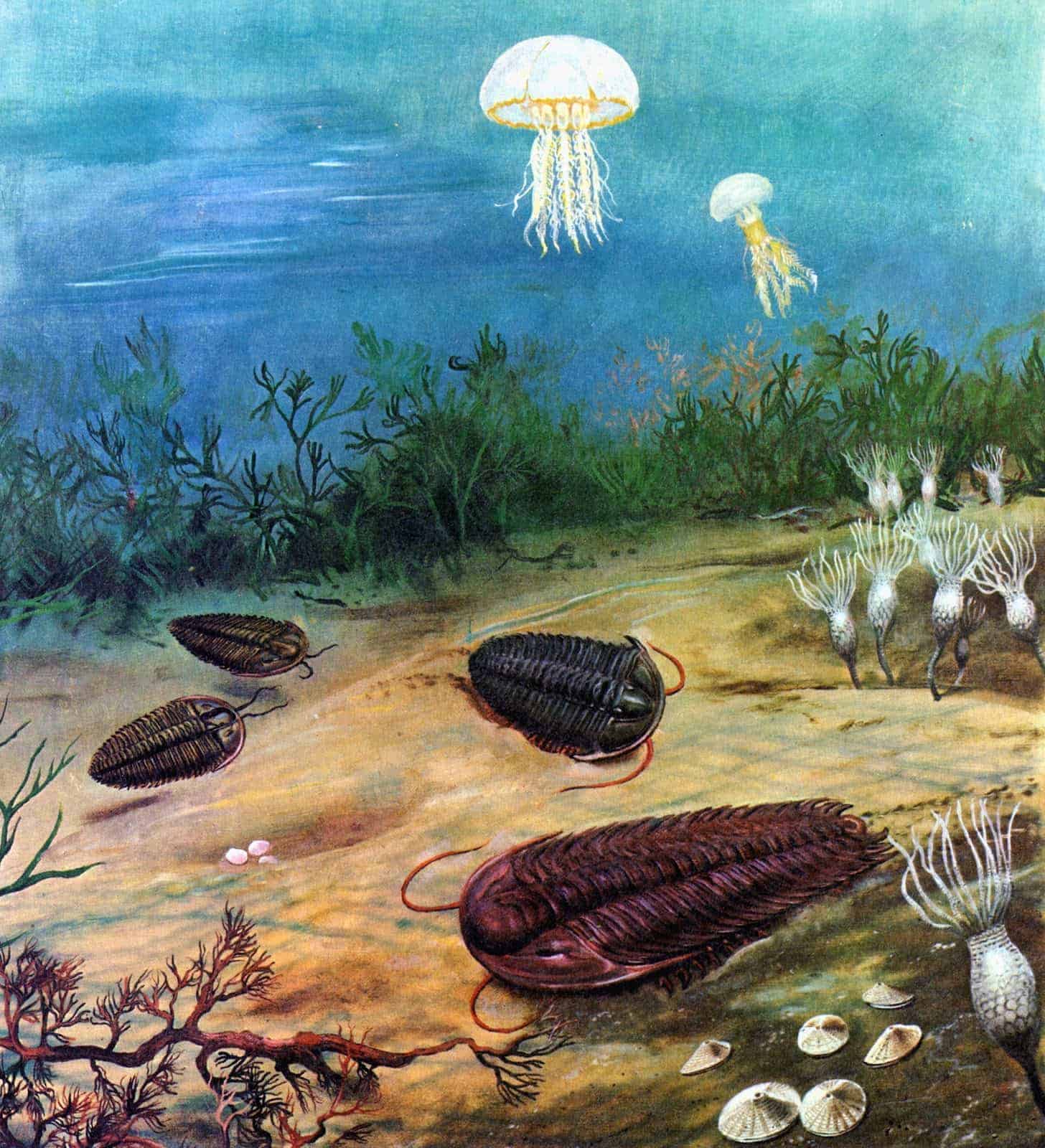 Peisaj marin Cambrian