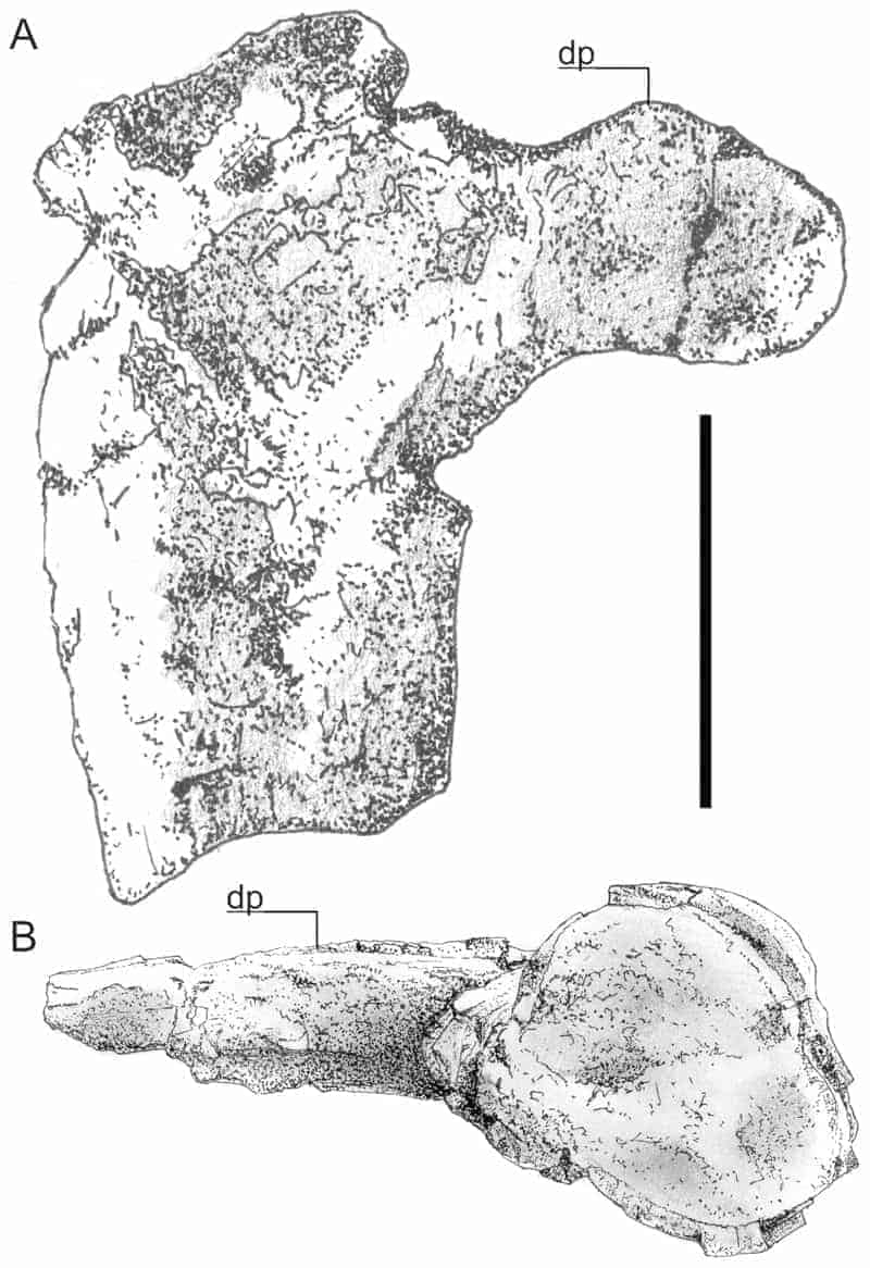 Humerus stâng Hatzegopteryx 