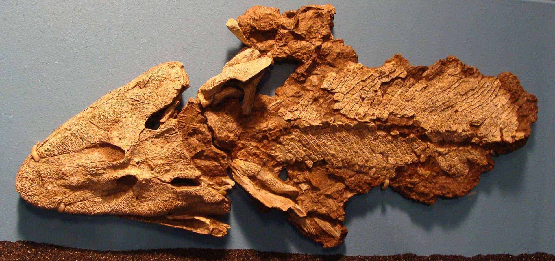 Fosilă Tiktaalik roseae