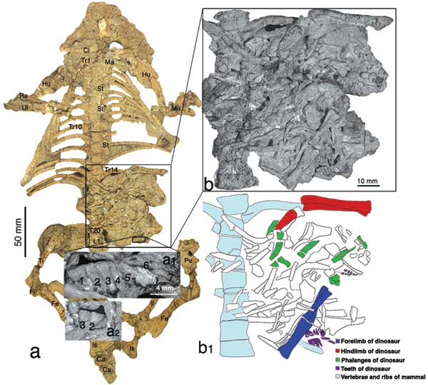 Scheletul Repenomamus