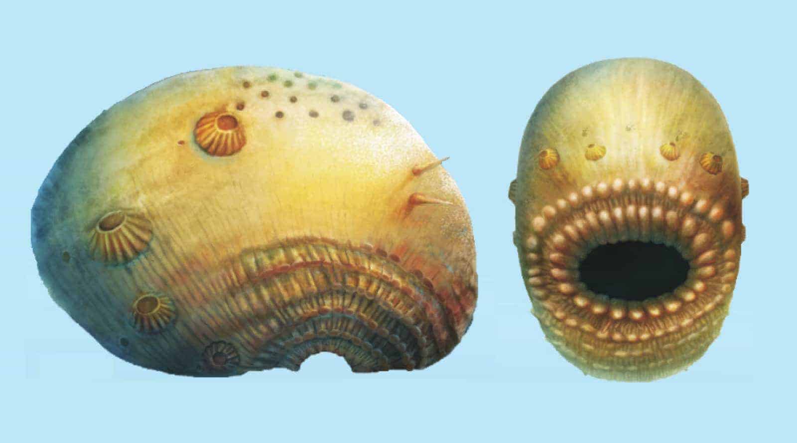 Ilustraţie Saccorhytus