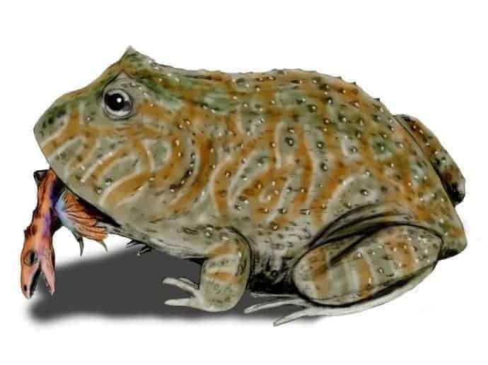 Ilustraţie Beelzebufo ampinga