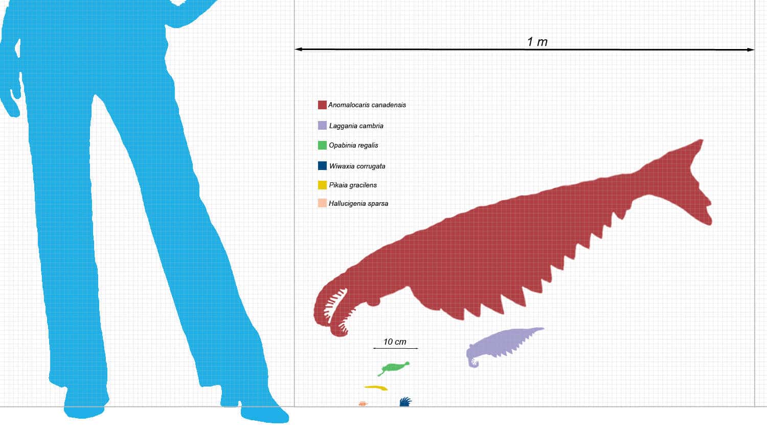 Dimensiune Anomalocaris