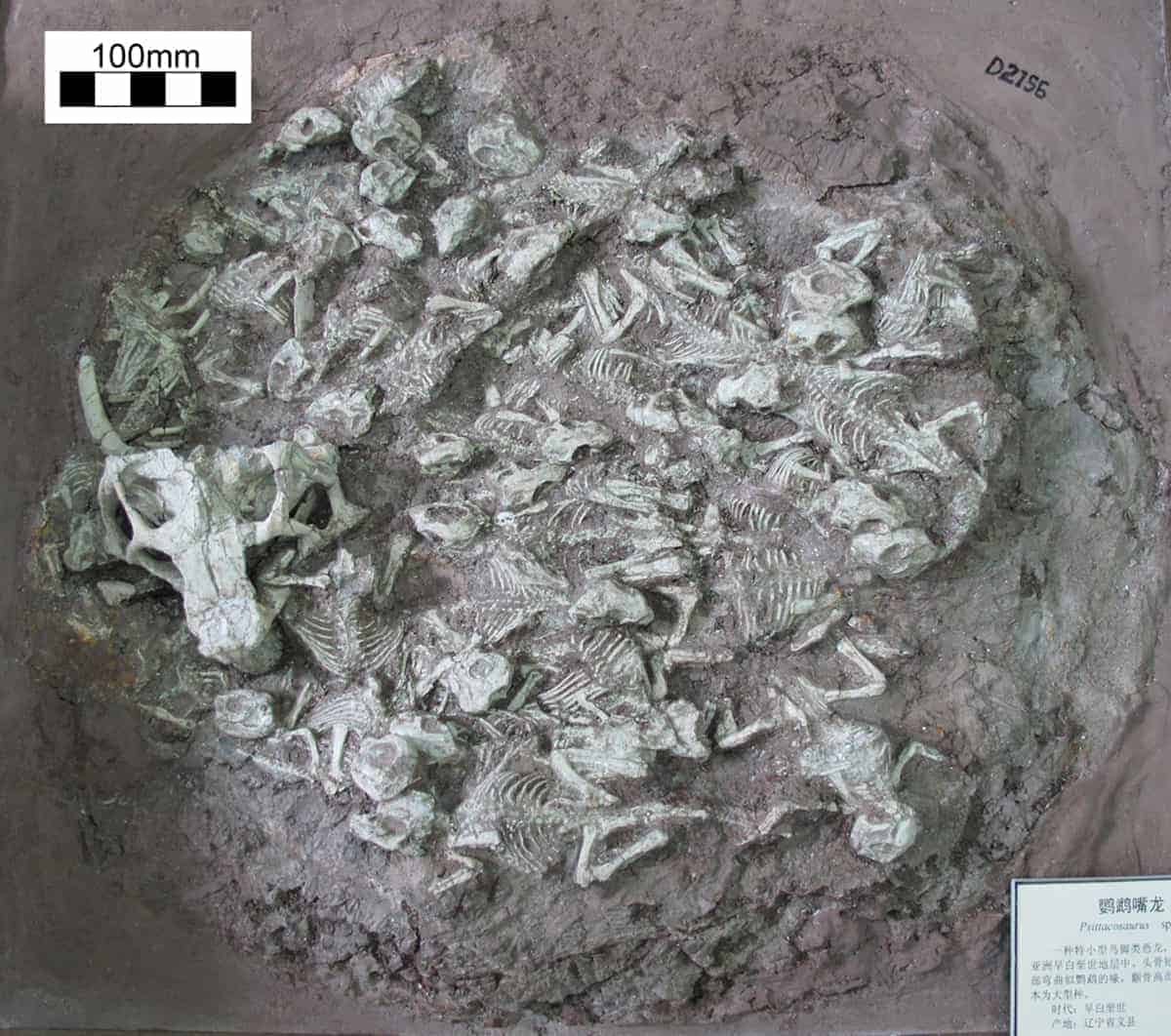 Cuib Psittacosaurus lujiatunensis