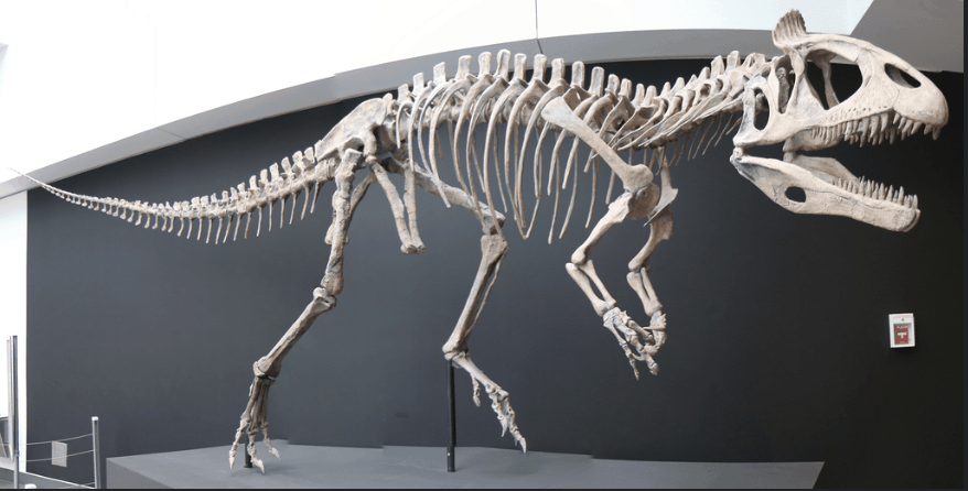 Schelet reconstruit Cryolophosaurus