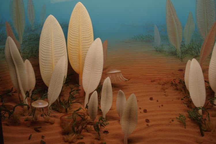 Ilustrație perioada Precambriană