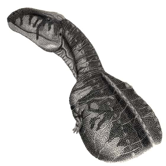 Ilustraţie Abelisaurus comahuensis