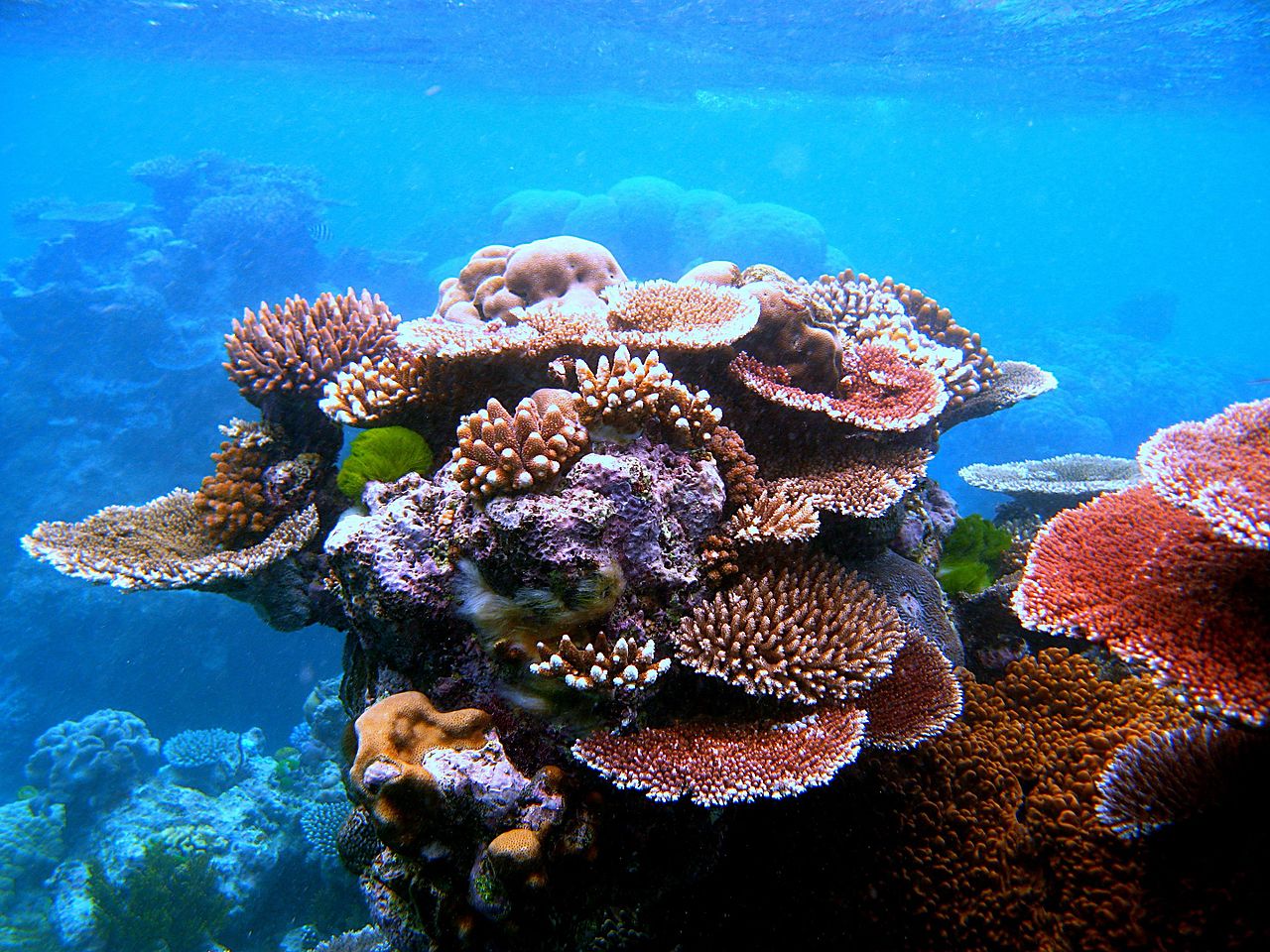 Formațiune de corali