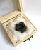 Authentic fossilized Tapir tooth, 2.8 cm long, 10,000 - 1 million years old, Pleistocene, USA
