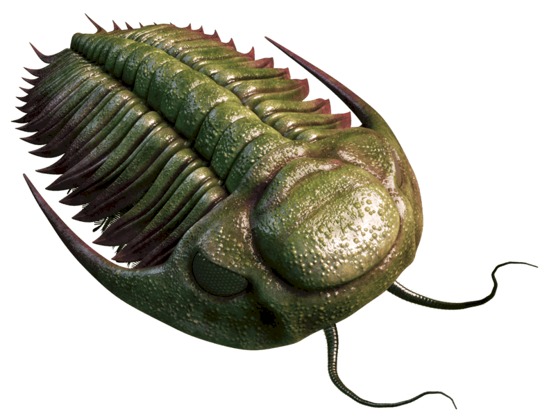 Trilobit Hydrocephalus sp.