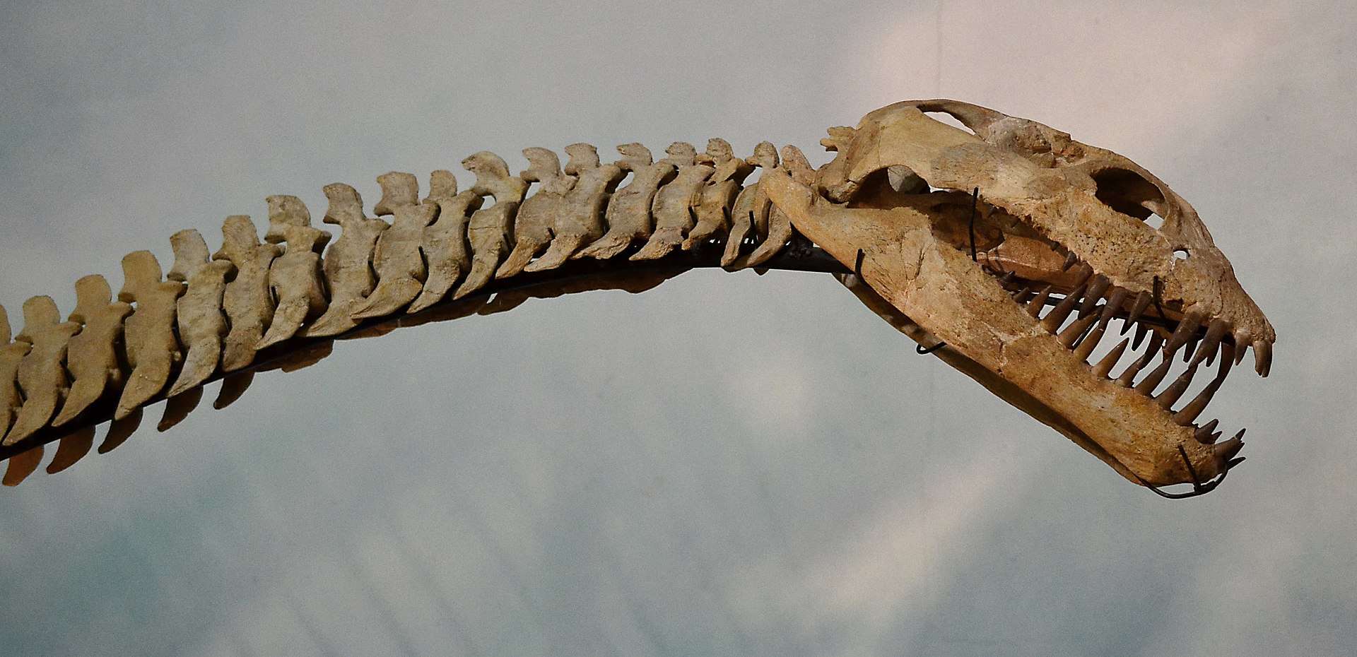 Craniu Plesiozaur
