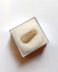 Authentic rare fossilized Hexanchus microdon Cow Shark tooth, 1.6 cm length, 50 million years old, Eocene, Morocco
