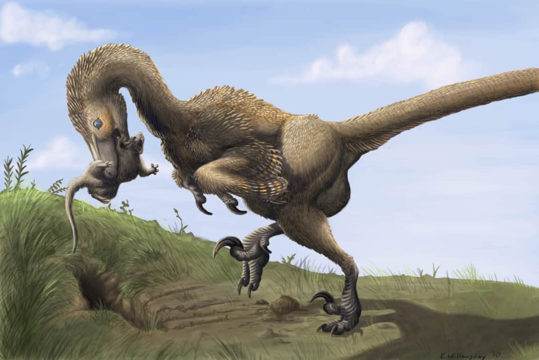 Ilustraţie Saurornitholestes