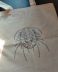100% cotton tote bag with a hand-painted Boedaspis trilobite design