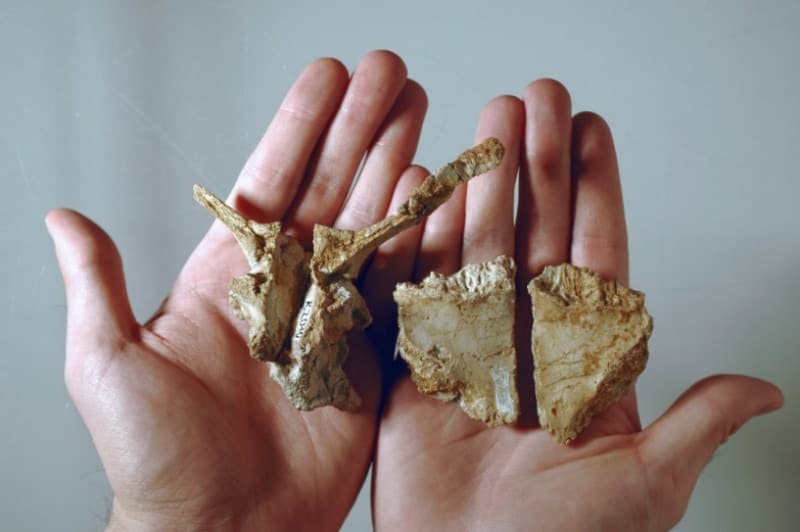 Fragmente de craniu Transylvanosaurus platycephalus