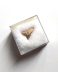 Authentic fossilized Sphyrna zygaena Hammerhead Shark tooth, 1.2 cm length, 23 million years old, Miocene, USA