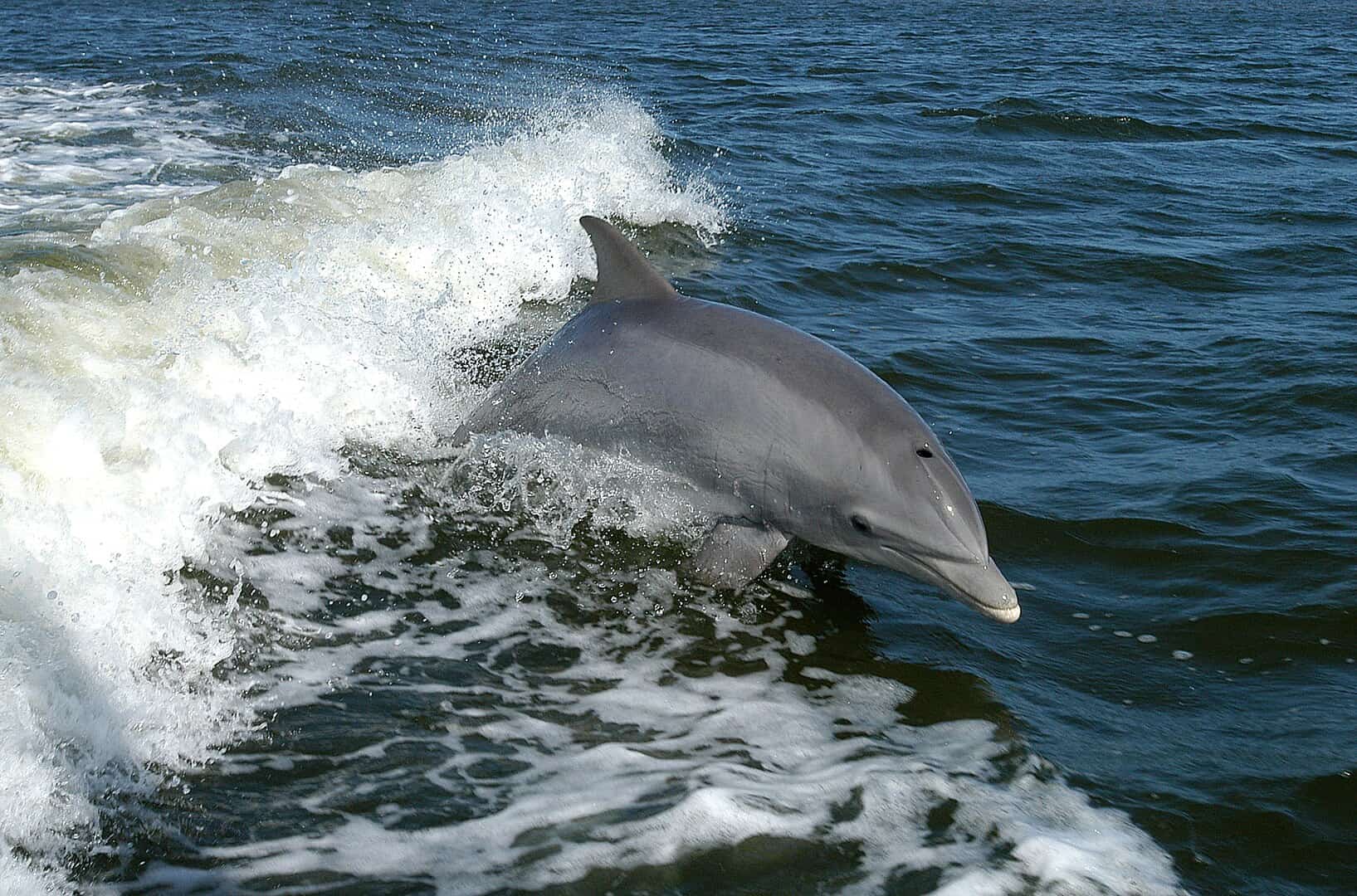 Delfin modern