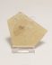 Authentic fossilized bird feather in matrix, 2.3 cm long, 30 million years old, Oligocene, France