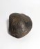 Authentic unprocessed fossilized XL shell, 6.6 cm length, 15 million years old, Miocene, Belgium