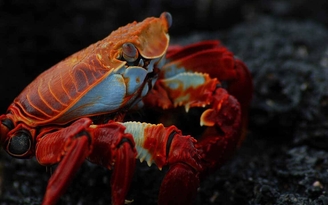 Crab modern Grapsus grapsus