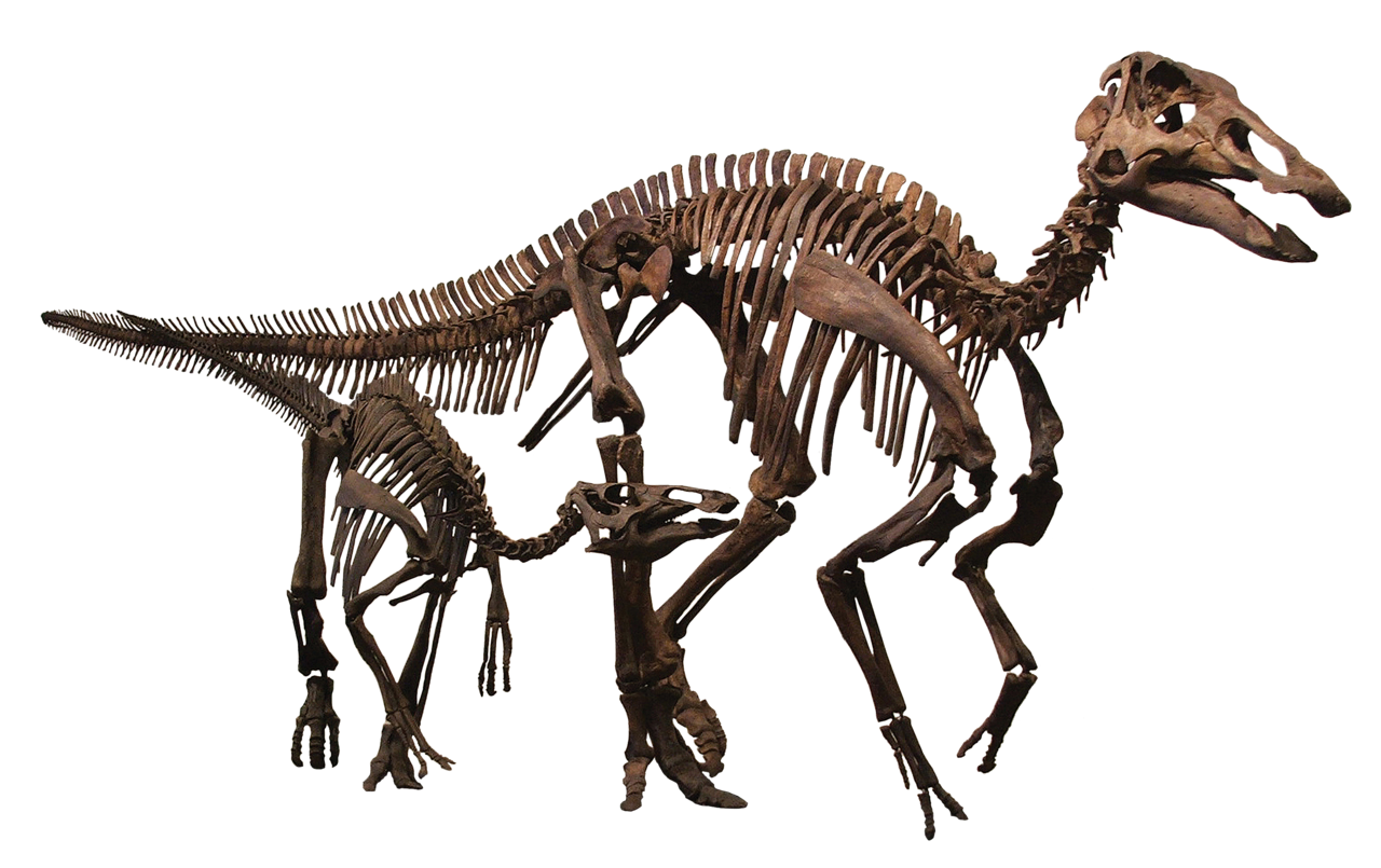 Schelet Edmontosaurus