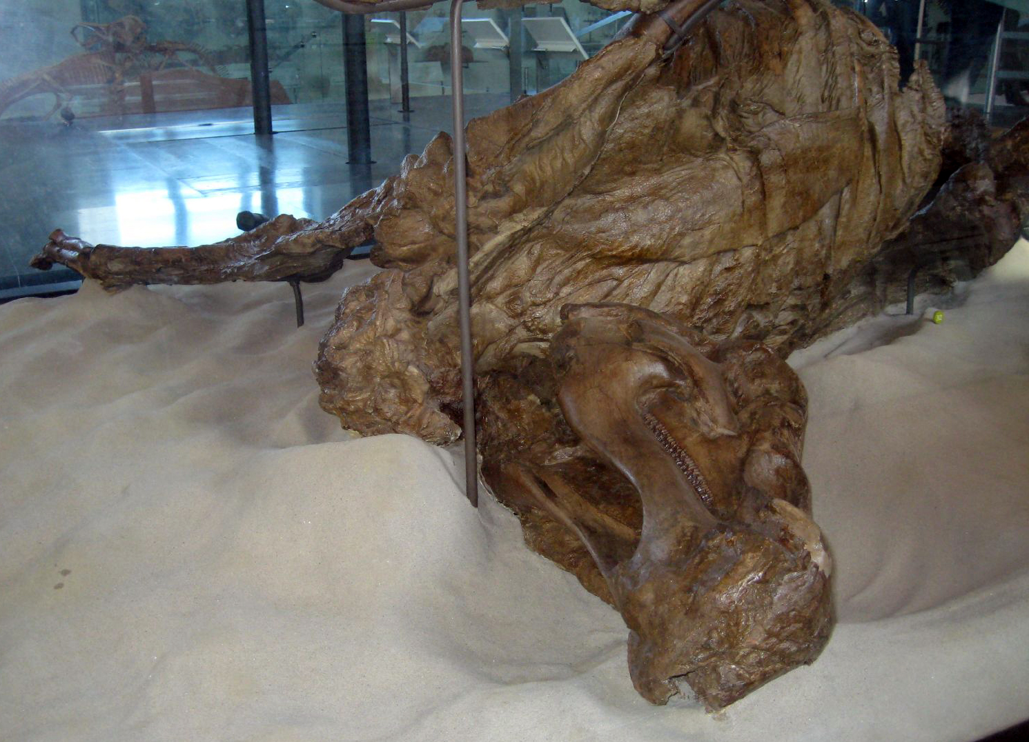  Specimenul "Trachodon mummy"