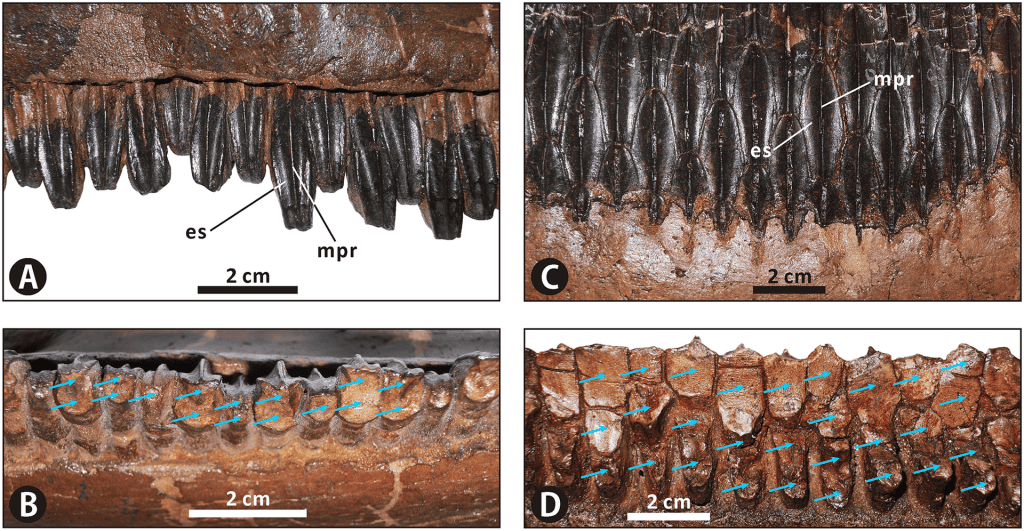 Dentiții de Edmontosaurus regalis