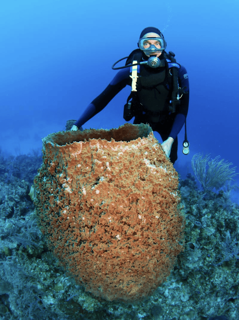 Burete de mare gigantic