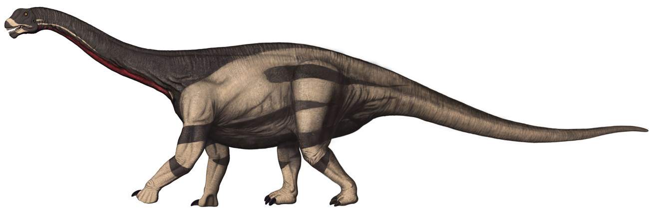 Figura 31 - Ilustrație Camarasaurus lentus