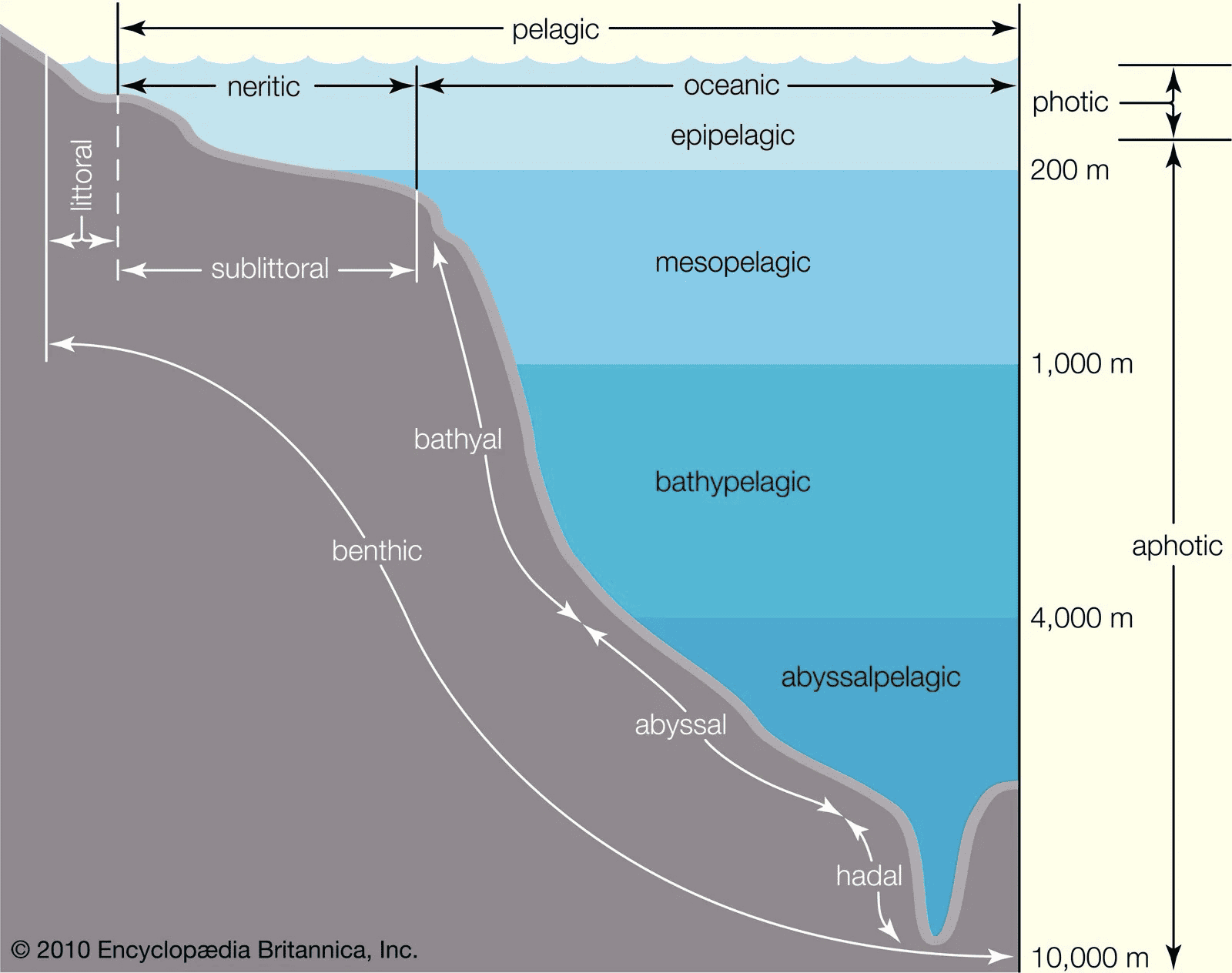 Etajele mediului marin-oceanic