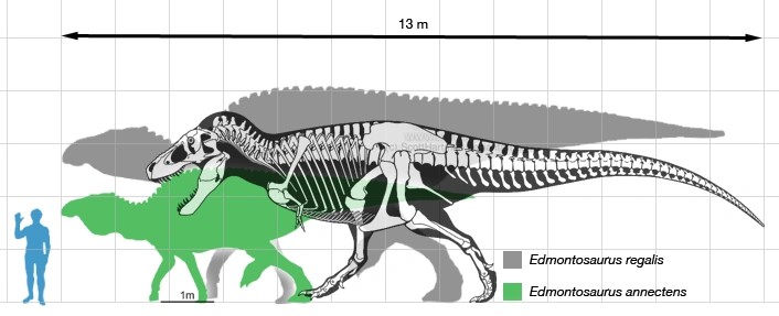  Marimea celor doua specii de Edmontosaurus