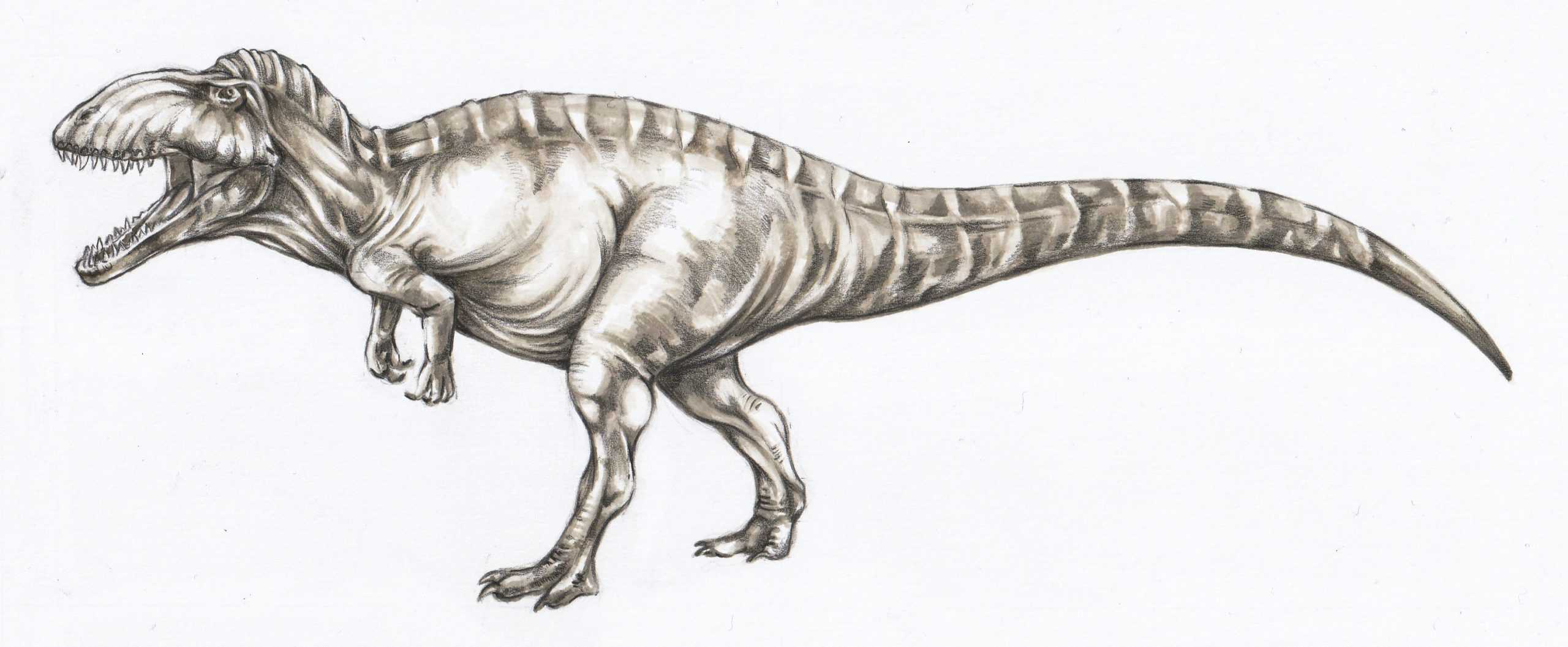 Figura 8 - Ilustrație Charcarodontosaurus saharicus