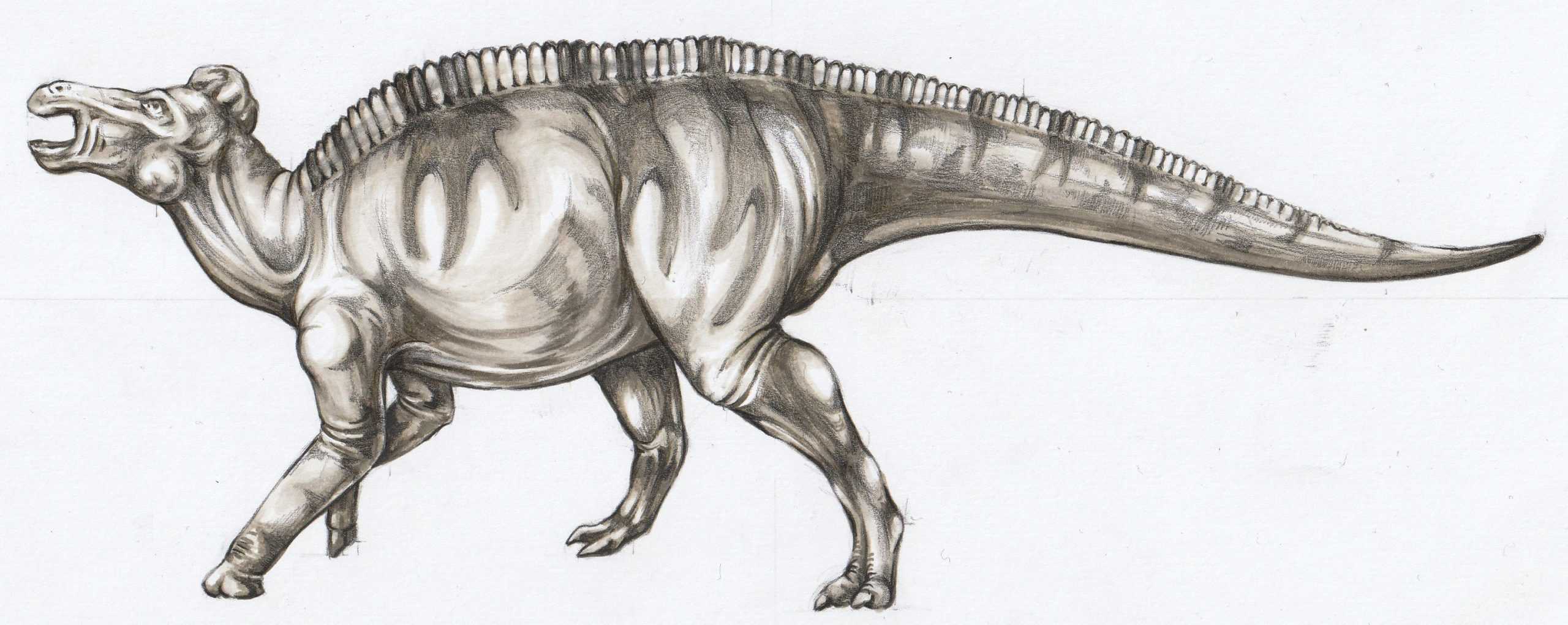 Figura 18 - Ilustrație Edmontosaurus sp.