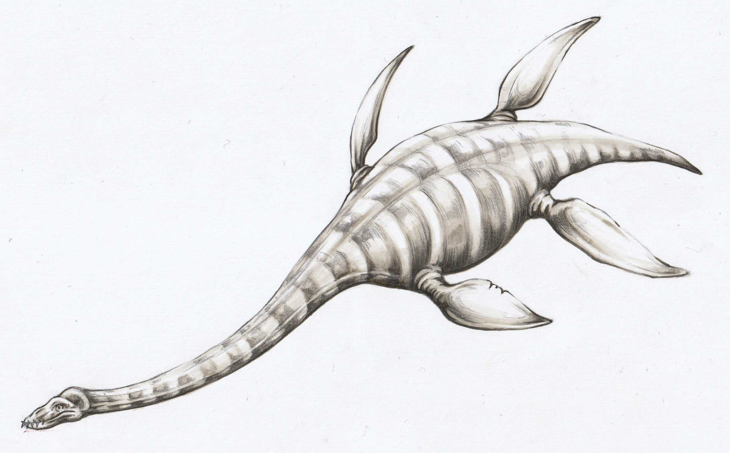 Figura 27 - Ilustrație plesiosaur Zarafasaura oceanis