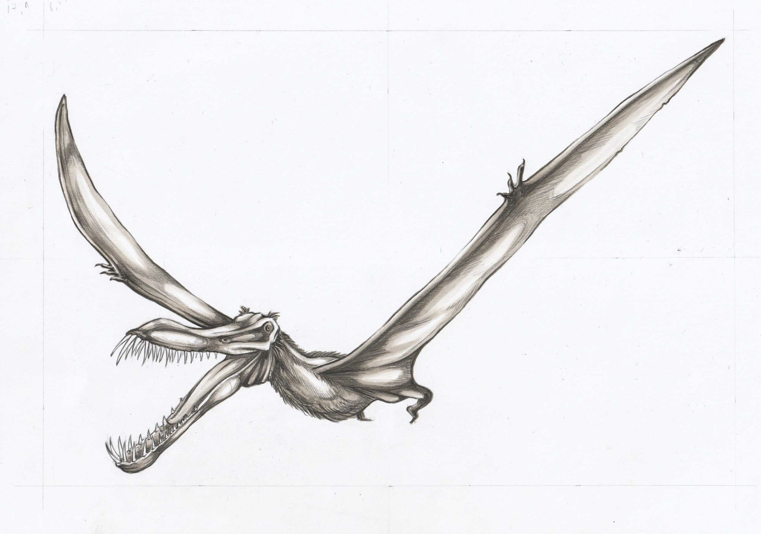 Figura 29 - Ilustrație pterosaur Anhanguera sp.