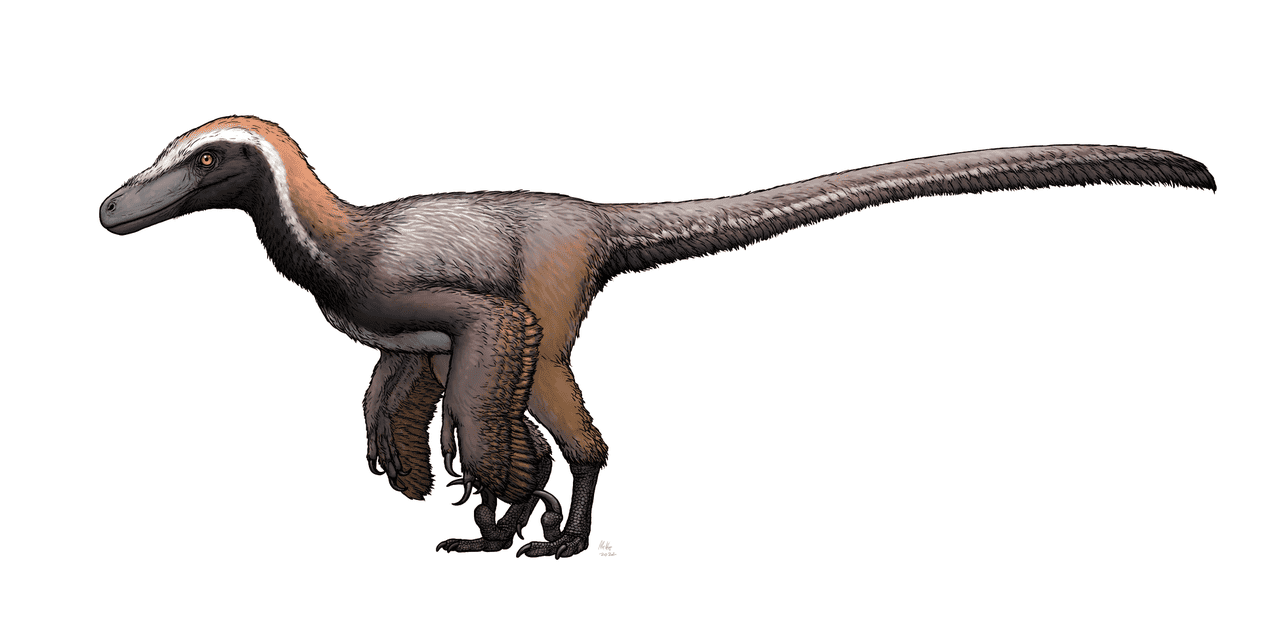 Figura 11 - Ilustrație Pyroraptor sp.