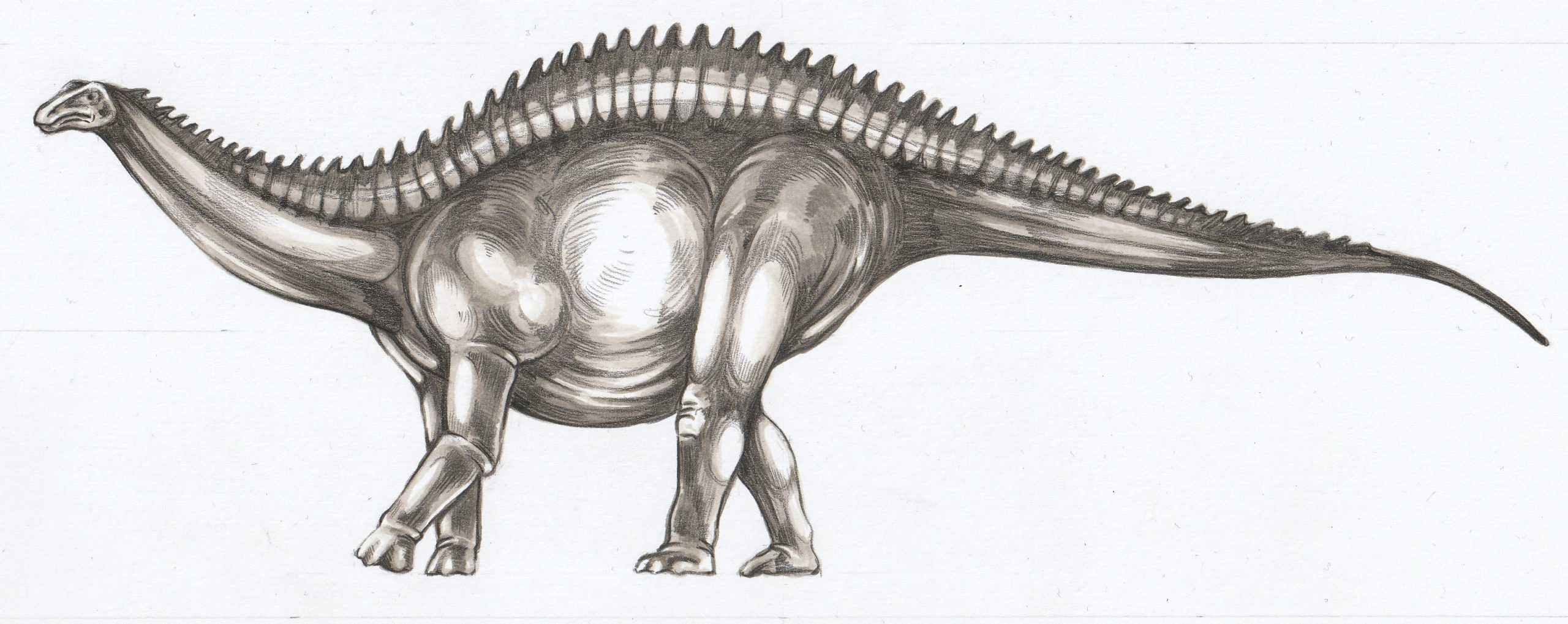 Figura 16 - Ilustrație Rebbachisaurus garasbae