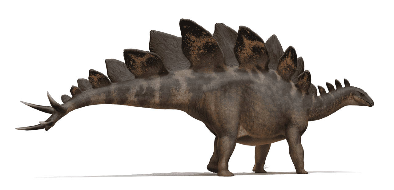 Figura 23 - Ilustrație Stegosaurus stenops