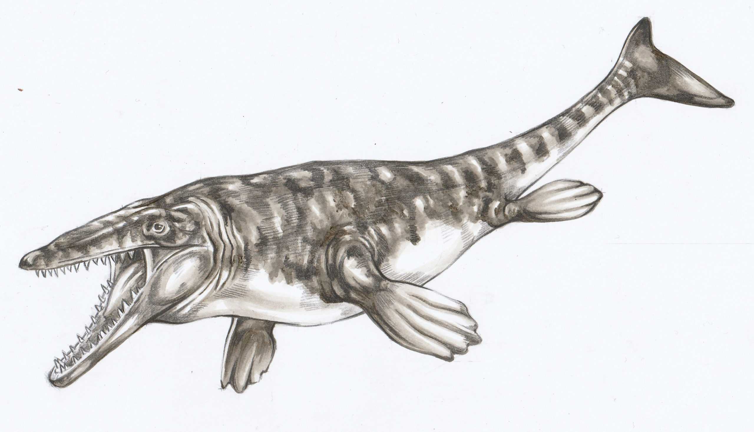 Figura 25 - Ilustrație Mosasaur