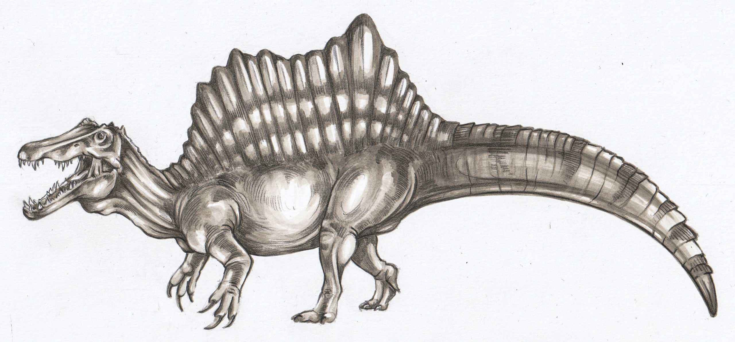 Figura 5 - Ilustrație Spinosaurus aegyptiacus