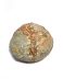 Ou fosilizat autentic de dinozaur genul Dendroolithus (Segnosaurus galbinensis) XL, 12,0 cm lungime, 72 mil ani, Cretacic, China