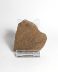 Fragment autentic de carapace fosilizată de broască țestoasă XL, 5,7 cm lungime, 20 mil ani, Miocen, SUA
