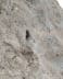 Rare authentic fossilized Ichthyosaur tooth in matrix, 0.5 cm tooth length, 180 million years old, Jurassic, Germany