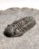 Trilobit fosilizat autentic Morocops sp., 3,2 cm lungime specimen, 360 mil ani, Devonian, Maroc