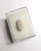 Rare authentic fossilized Ophidenovum sp. snake egg, 2.3 cm length, 50 million years old, Eocene, France