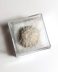 Authentic fossilized Goniopygus royanus sea urchin, 1.8 cm diameter, 75 million years old, Cretaceous, France