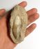Dinte fosilizat autentic de Plesiozaur și dinte de Rechin Tigru de Nisip în matrice, 5,4 cm lungime dinte, 70 mil ani, Cretacic, Maroc